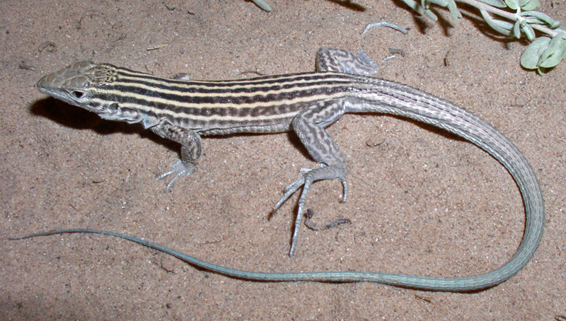 New Mexico Whiptail Lizard, Aspidoscelis neomexicanus. Photo by Kathryn Bolles