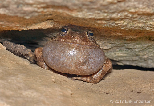 Craugaster augusti, Sierra Aconchi, photo by Erik Enderson