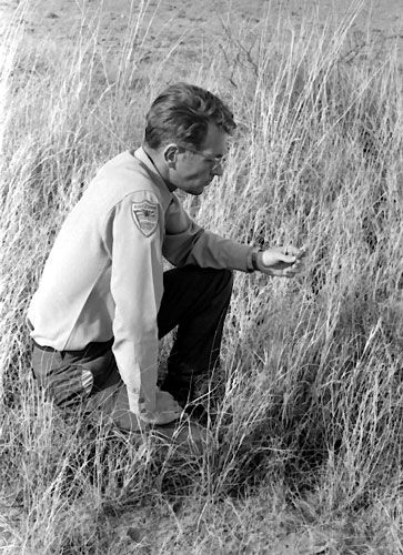 David Brown, 1970, Masked Bobwhite release, Sasabe, Arizona