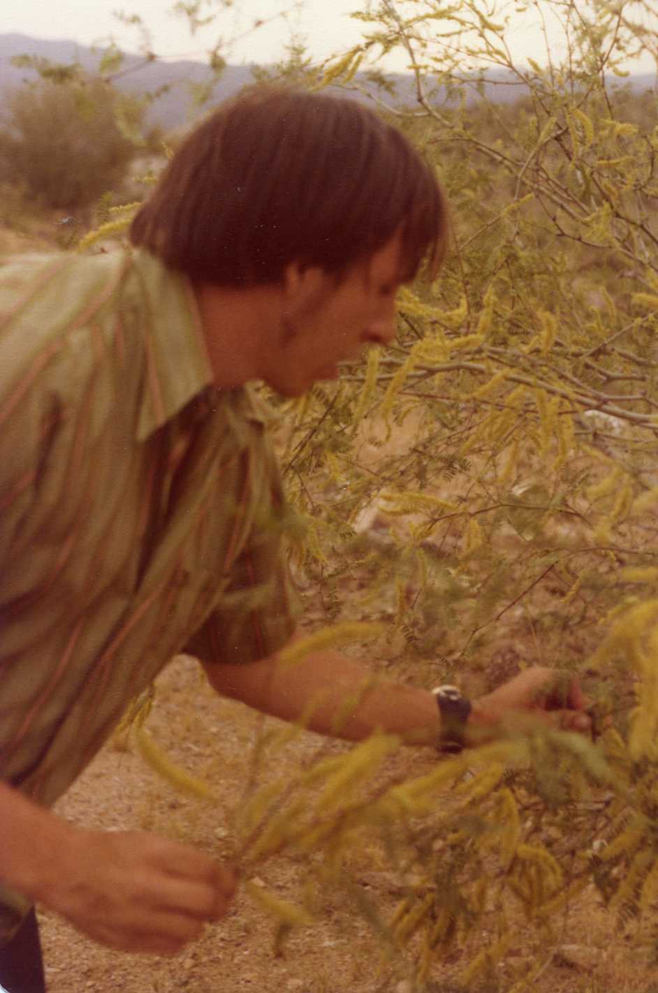 George Bradley collecting Prosopis specimens from Near Hillside, Yavapai Co. Photo by Karen Schuster.
