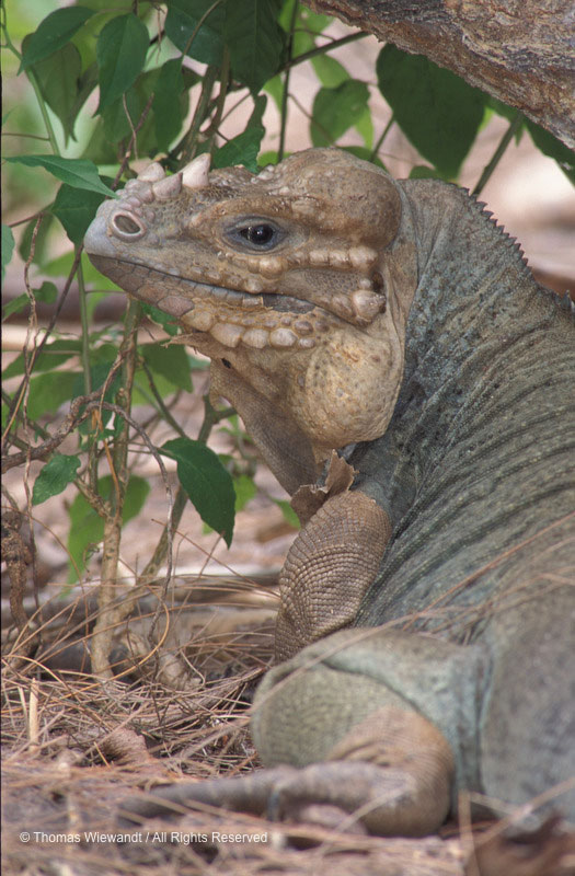 
Male Mona Iguana