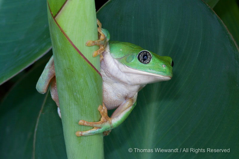 
Mexican Leaf Frog, Agalychnis dacnicolor