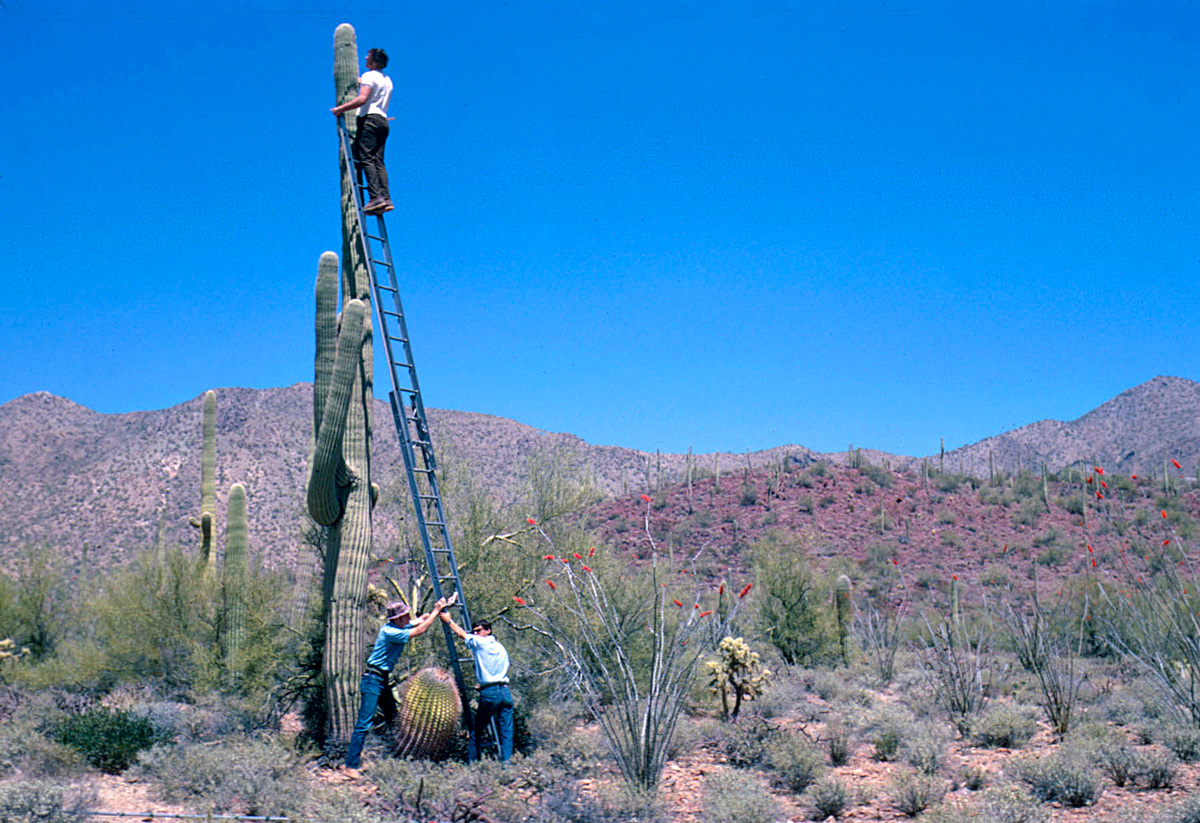 Charles Lowe and crew high on saguaro with ladder