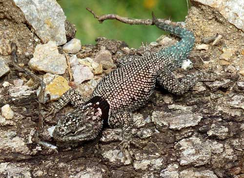 Yarrow's Spiny Lizard, Sceloporus jarrovii, photo by Ana Lilia Reina-Guerrero